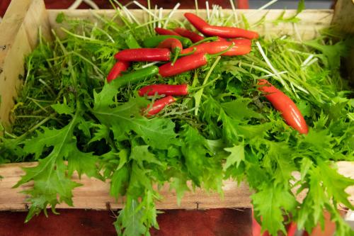 Iconographie - Les jardins de Corinne - Piment et salade