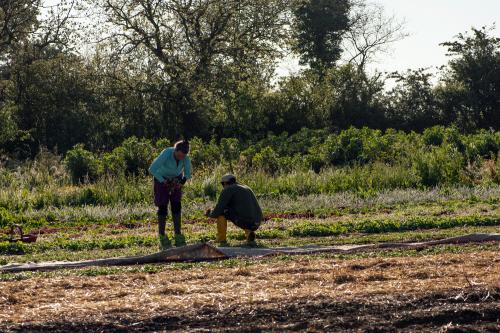 Iconographie - Les jardins de Corinne - La plantation