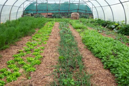 Iconographie - Les jardins de Corinne - Serre en permaculture