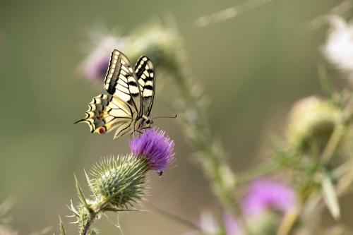 Iconographie - Machaon butinant une fleur de chardon