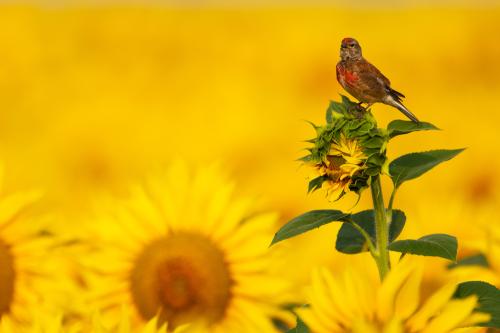 Iconographie - Linotte sur une fleur de tournesol