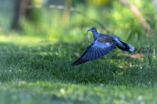 Iconographie - Oiseau migrateur en vol