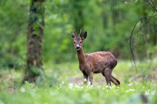 Iconographie - Chevreuil