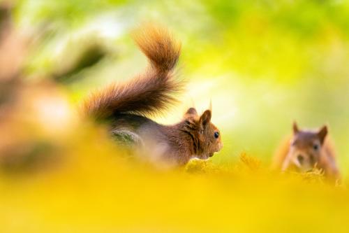 Iconographie - Ecureuils