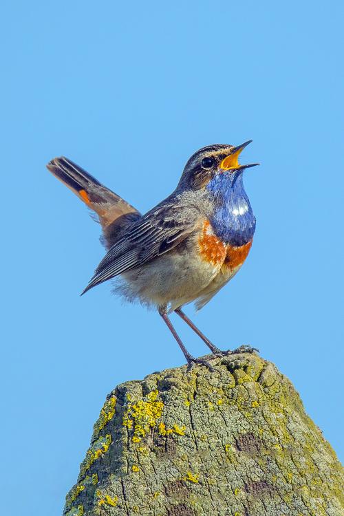 Iconographie - Gorge-bleue