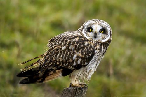 Iconographie - Hibou des marais 