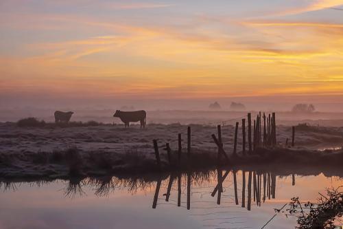 Iconographie - Vaches au crépuscule dans le marais