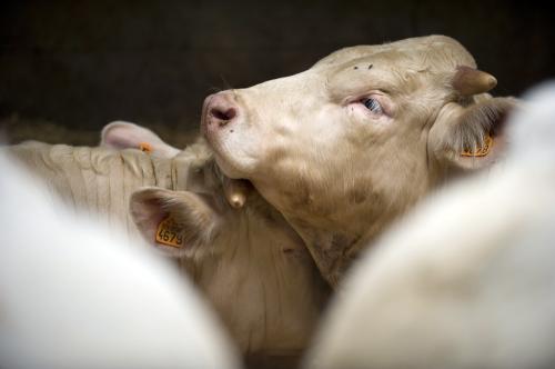Iconographie - GAEC du Bois-Joly - Elevage de charolais