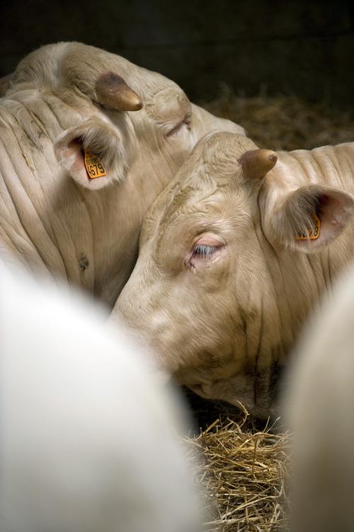 Iconographie - GAEC du Bois-Joly - Elevage de charolais