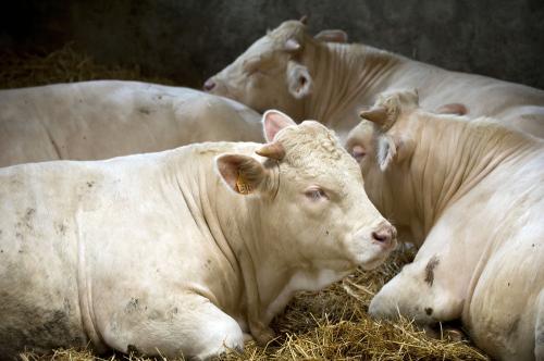 Iconographie - GAEC du Bois-Joly - Elevage de charolais