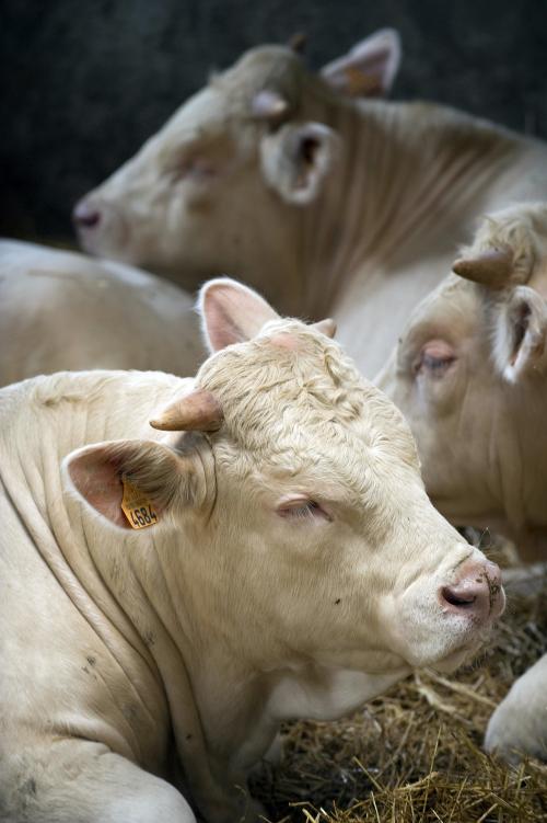Iconographie - GAEC du Bois-Joly - Elevage de charolais