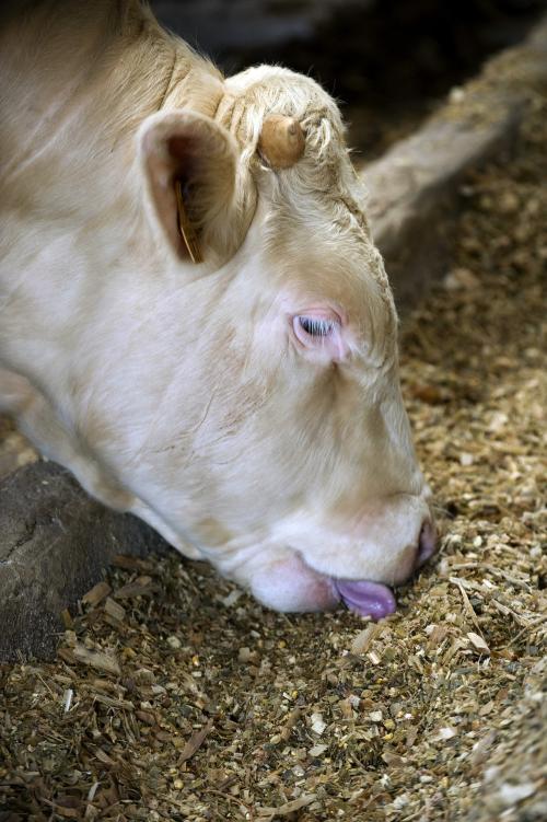 Iconographie - GAEC du Bois-Joly - Elevage de charolais