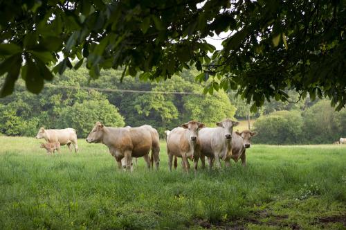 Iconographie - GAEC du Bois-Joly - Charolais au pâturage