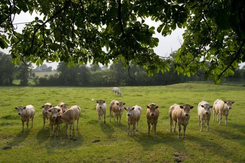 Iconographie - GAEC du Bois-Joly - Charolais au pâturage