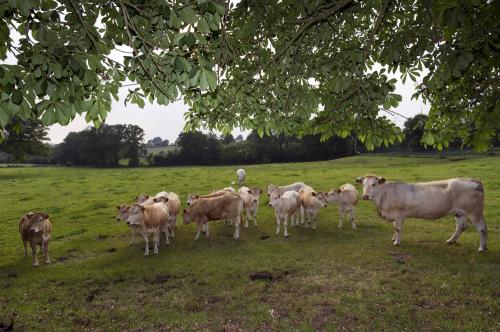 Iconographie - GAEC du Bois-Joly - Charolais au pâturage