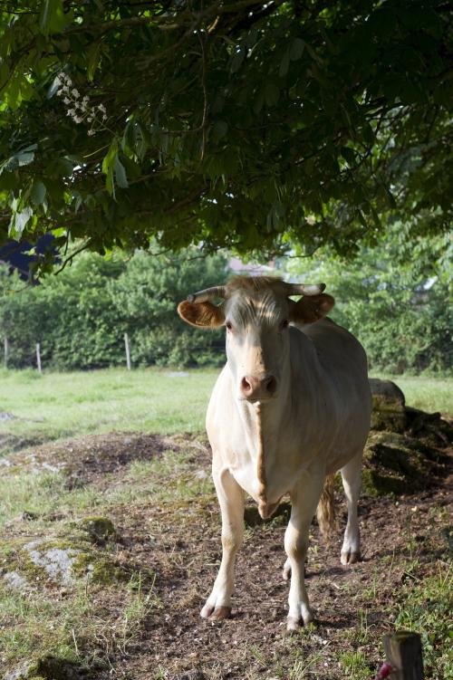 Iconographie - GAEC du Bois-Joly - Charolais au pâturage