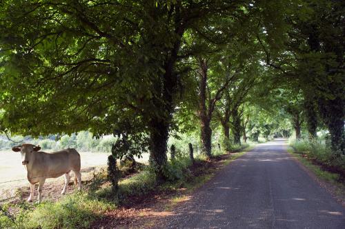 Iconographie - GAEC du Bois-Joly - Charolais au pâturage