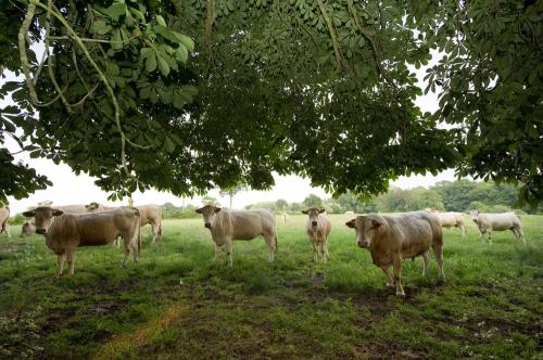 Iconographie - GAEC du Bois-Joly - Charolais au pâturage