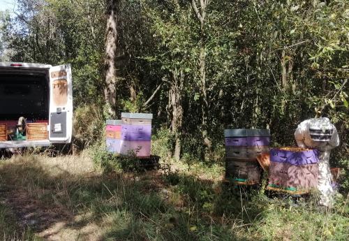 Iconographie - Récoltes des hausses de miel rucher de brétignolles sur mer - aout 2023
