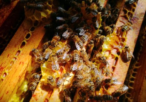 Iconographie - Abeilles dans la ruche à Brem-sur-Mer