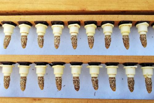 Iconographie - Cadre d'élevage avec cellules royales