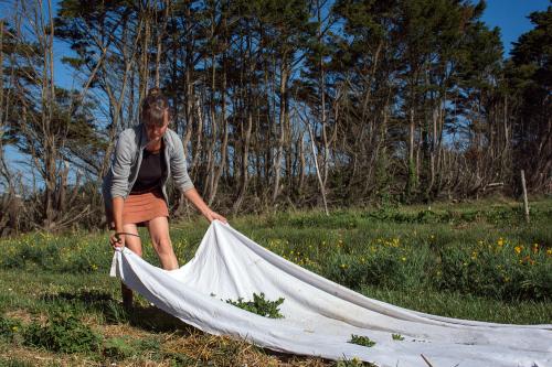 Iconographie - Cueillette avec drap au Jardin de la Cure