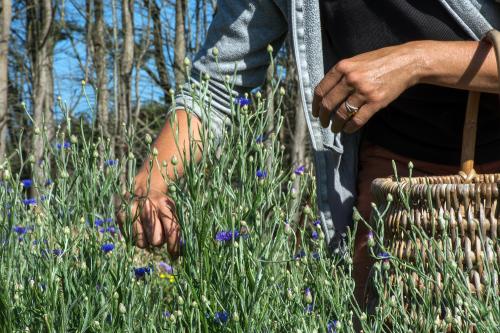 Iconographie - Cueillette de bleuet au Jardin de la Cure