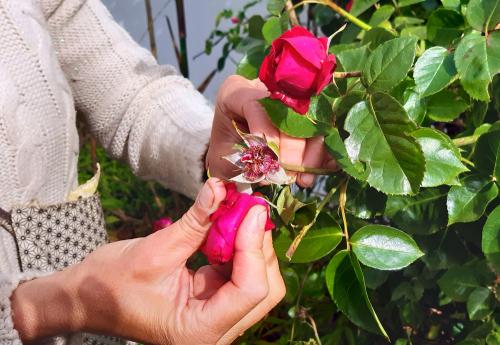 Iconographie - Cueillette de rose au Jardin de la Cure
