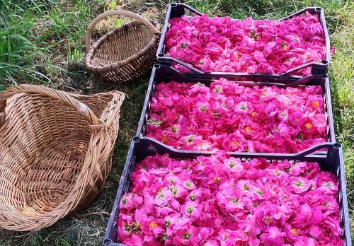 Iconographie - Cueillette de roses pour la distillation au Jardin de la Cure