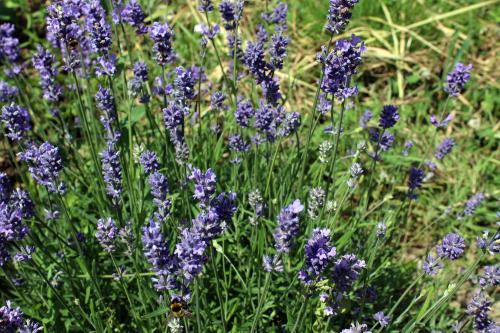 Iconographie - Fleur de lavande au Jardin de la Cure