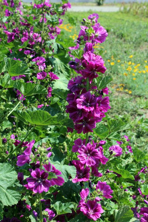 Iconographie - Cueillette de mauve au Jardin de la Cure
