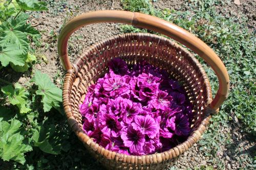 Iconographie - Mauve au Jardin de la Cure