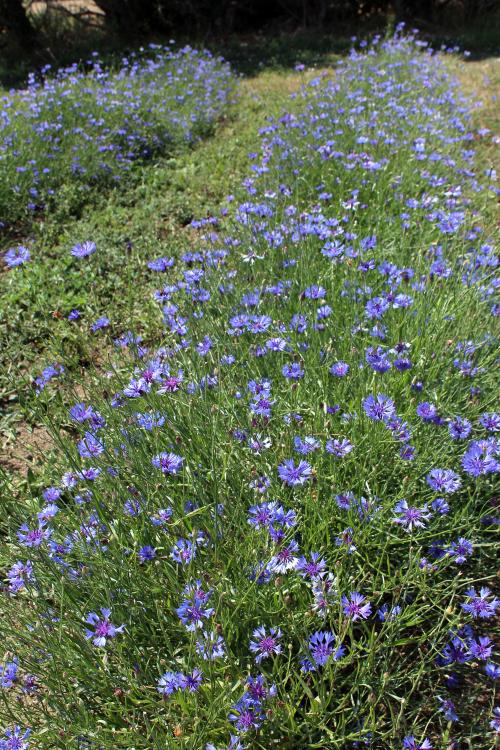 Iconographie - Planche de bleuet au Jardin de la Cure