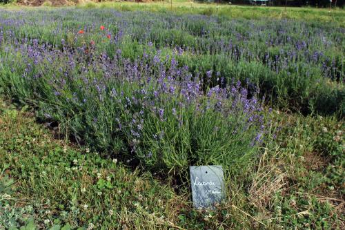 Iconographie - Planche de lavande au Jardin de la Cure