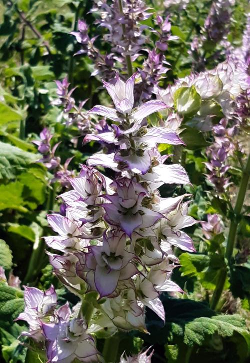 Iconographie - Sauge sclarée au Jardin de la Cure