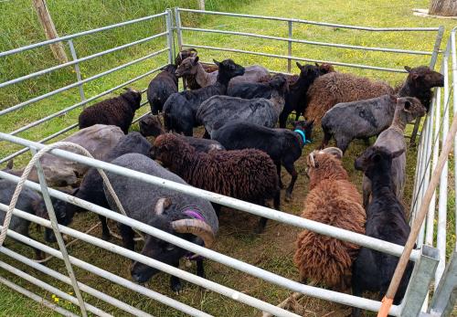 Iconographie - Tonte de moutons à La Joussière