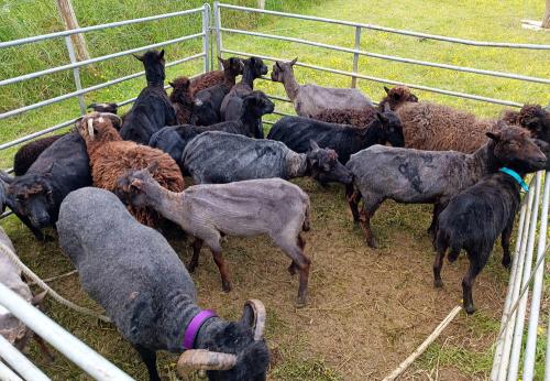 Iconographie - Tonte de moutons à La Joussière