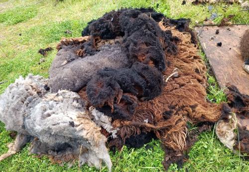 Iconographie - Tonte de moutons à La Joussière