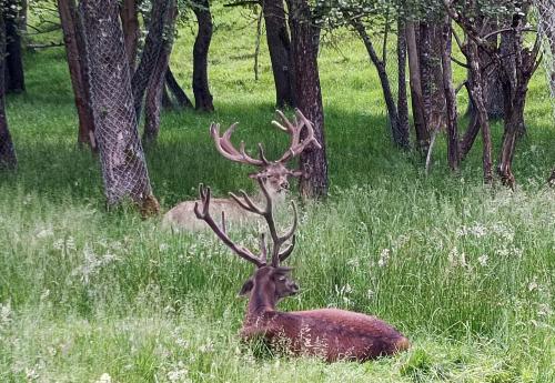 Iconographie - Aran Parc - Cerfs