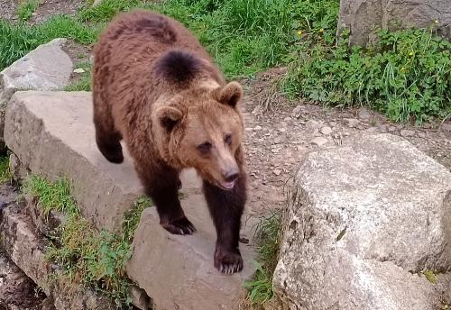 Iconographie - Aran Parc - Ours brun (Ursus arctos)