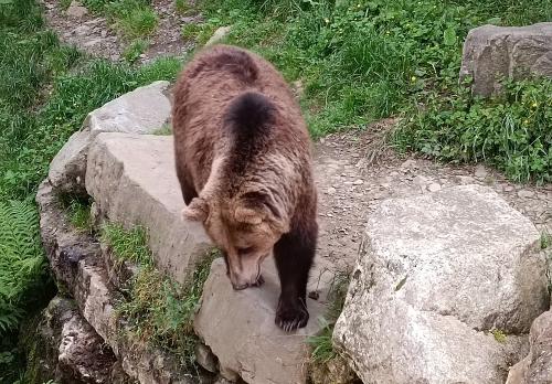 Iconographie - Aran Parc - Ours brun (Ursus arctos)