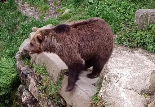 Iconographie - Aran Parc - Ours brun (Ursus arctos)