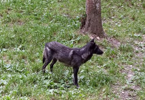 Iconographie - Aran Parc - Loup du Canada (Canis lupus occidentalis)
