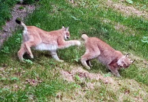 Iconographie - Aran Parc - Lynx (Lynx lynx)