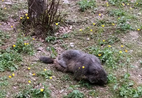 Iconographie - Aran Parc - Marmotte (Marmota marmota)