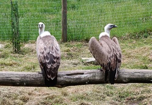 Iconographie - Aran Parc - Vautour fauve (Gyps fulvus)