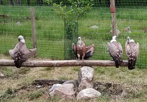 Iconographie - Aran Parc - Vautour fauve (Gyps fulvus)