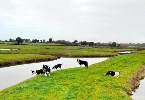 Iconographie - Chiens de race border collie de Lionel Vrignon