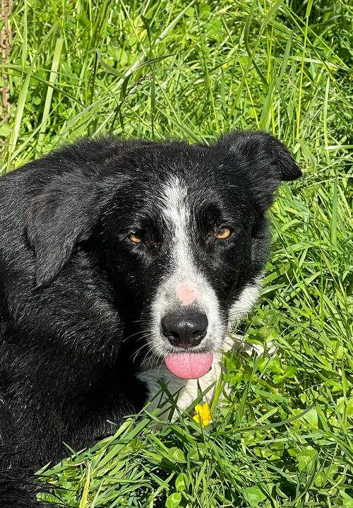 Iconographie - Chiens de race border collie de Lionel Vrignon