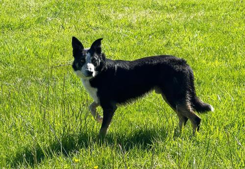 Iconographie - Chiens de race border collie de Lionel Vrignon